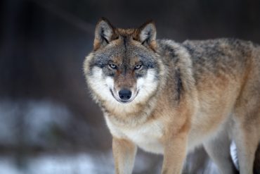 Wolf Kinder gefährlich