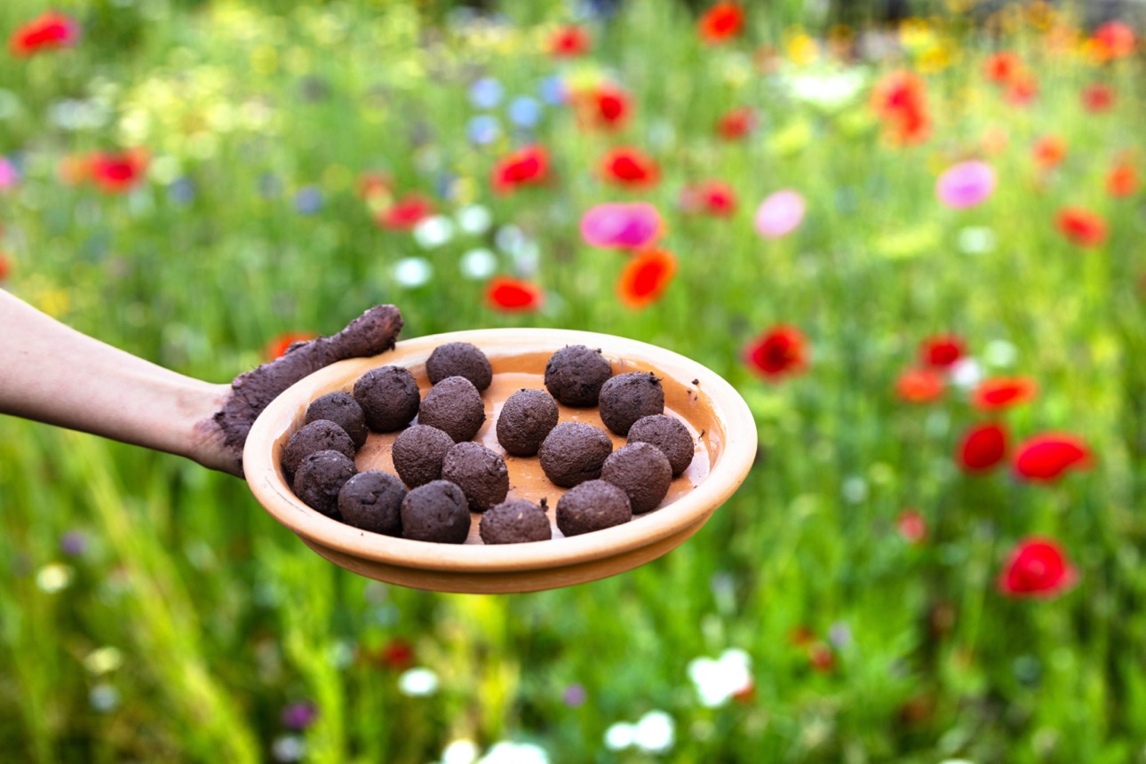 Samenkugeln bringen Farbe in die Welt Naturkind Magazin