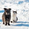 Haustiere vor Kälte schützen