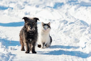 Haustiere vor Kälte schützen