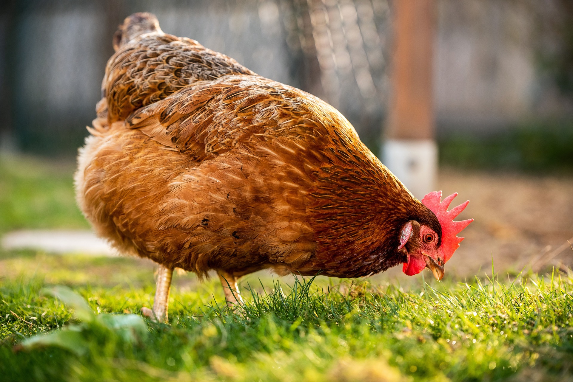 So kannst du Hühner im eigenen Garten halten - Naturkind Magazin