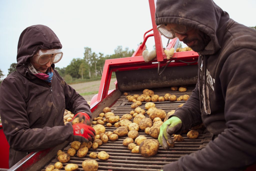 Kartoffelernte Bauernhof Erntemaschine