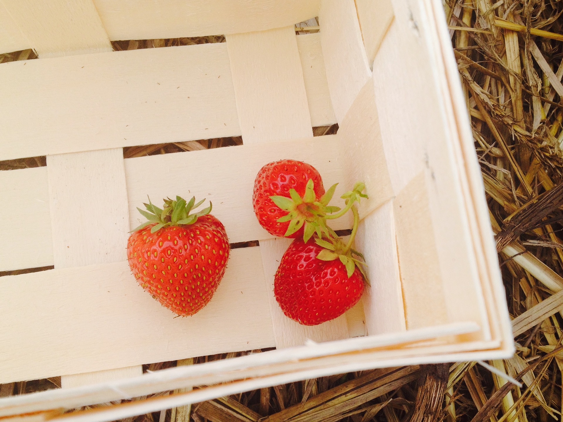 Erdbeeren selbst pflücken