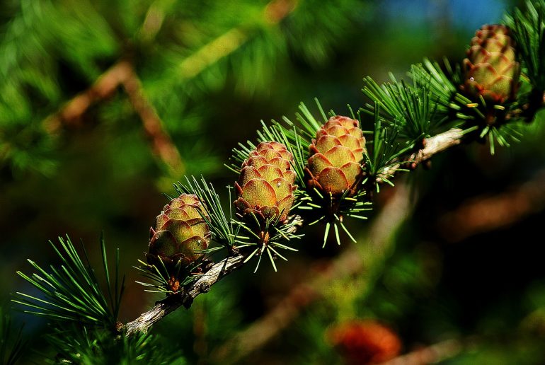 naturwissen-to-go-welcher-zapfen-geh-rt-zu-welchem-baum-naturkind