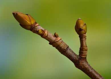 Wildes Superfood: Diese Knospen kann man essen