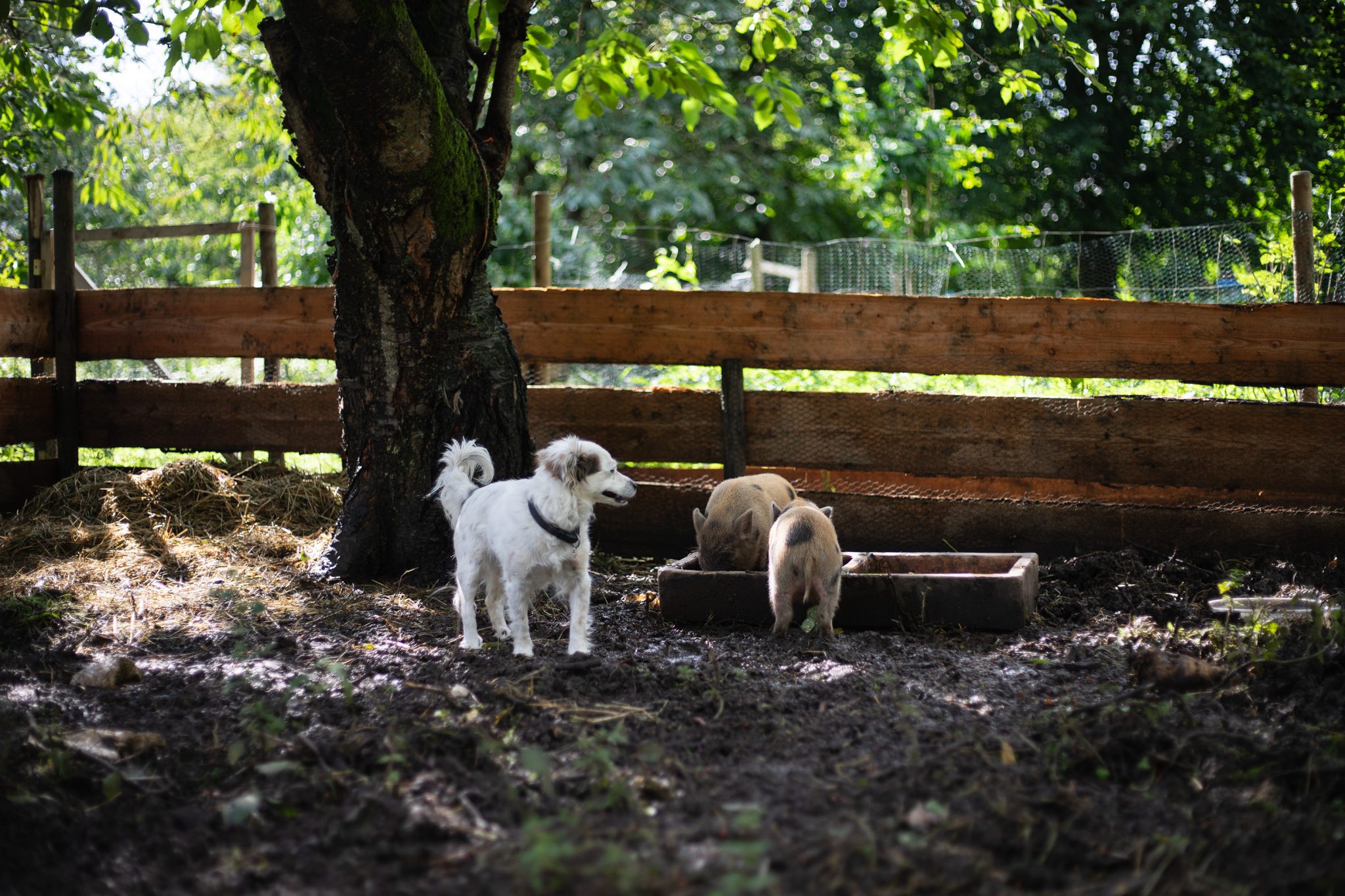 Gebackene Polenta mit Tomaten, Käse und Thymian - Naturkind Magazin