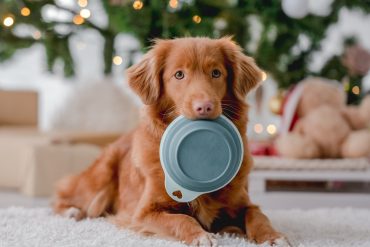 Weihnachten mit Heimtier, Gefahren, Geflügelknochen Hund, Schokolade Hund