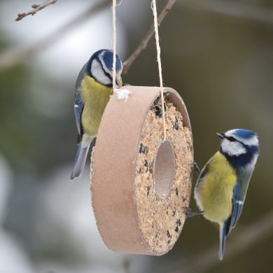 Vögel füttern Winter, Garten, Tierschutzbund