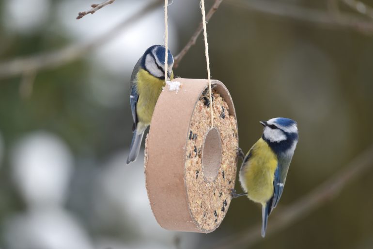 Vögel füttern Winter, Garten, Tierschutzbund