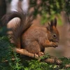 Eichhörnchen im Winter helfen