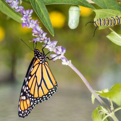 Monarchfalter Entwicklung Ei, Raupe, Falter