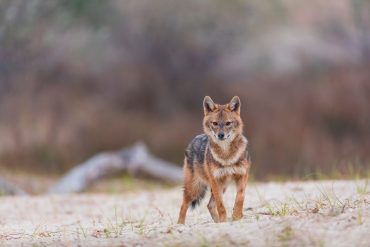 Junger GOLDSCHAKAL steht in der Natur und blickt in die Kamera