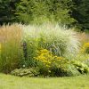 Garten Pflanzen vor Hitze schützen