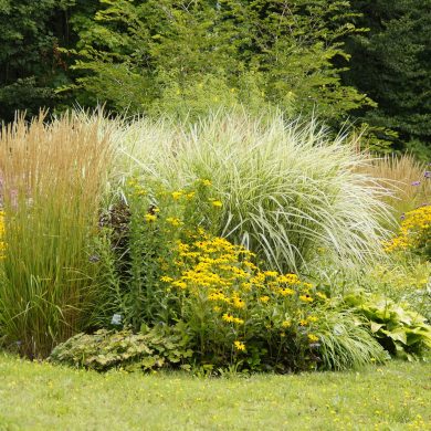 Garten Pflanzen vor Hitze schützen