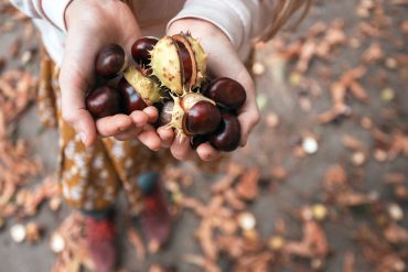 Ein Kind sammelt Kastanien und hält sie in der Hand, Kastanien länger haltbar machen