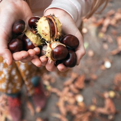 Ein Kind sammelt Kastanien und hält sie in der Hand, Kastanien länger haltbar machen
