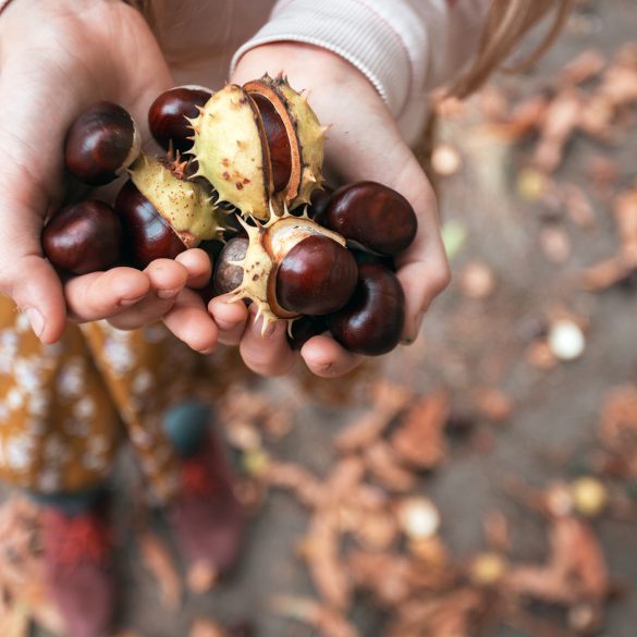 Ein Kind sammelt Kastanien und hält sie in der Hand, Kastanien länger haltbar machen